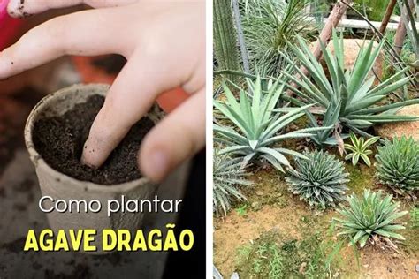 Como Plantar Agave Drag O Dicas Para Transformar Seu Jardim