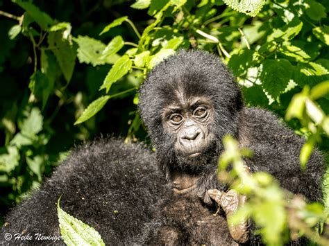 Rushaga Gorilla Sector Region In Bwindi National Park