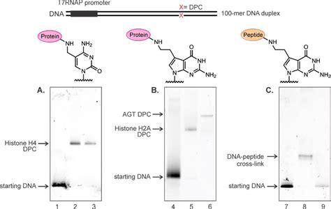 Figure From Transcriptional Bypass Of Dna Protein And Dna Peptide