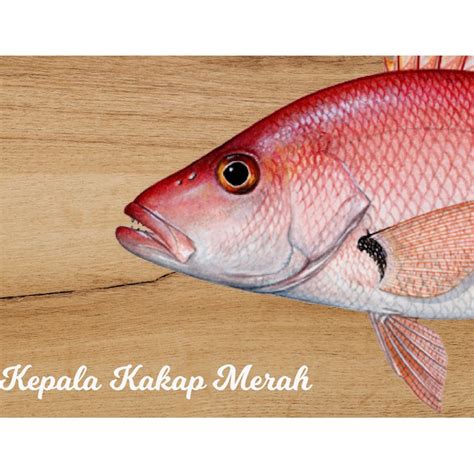 Jual Kepala Ikan Kakap Merah Red Snapper Fish Head Standar Gulai Padang