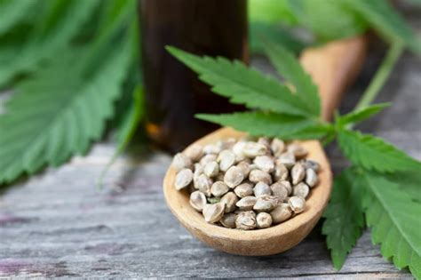 The Best Nutrients And Growing Mediums For High Yield Cannabis Seeds