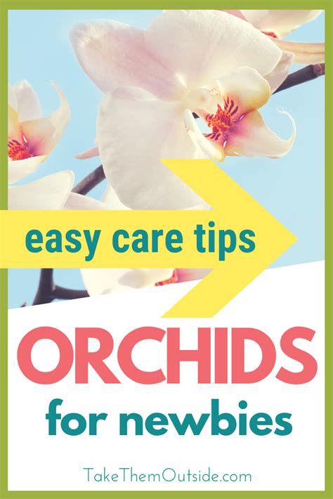 Orchid care for beginners- it's easier than you thought! ⋆ Take Them ...