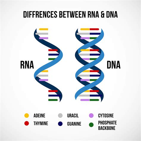 DNA Vs RNA Chart