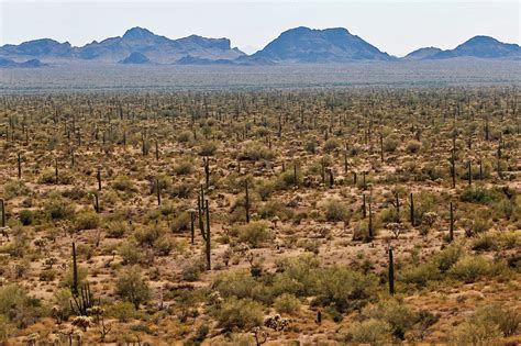 Desierto de Sonora | Hispanoamérica Unida