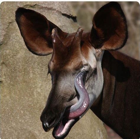 The Okapi aka forest giraffe. Okapi's tongue is 18 inches long and it can reach both its eyes ...