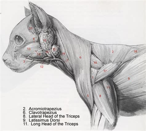 Cat Dissection Muscles Diagram