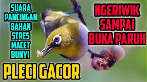 Sahabat Kicau Burung Pleci Gacor Buka Paruh Sahabatkicau Kicaumania