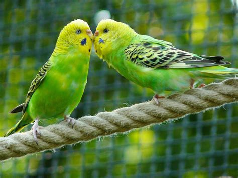 Parakeet Small To Medium Sized Species Of Parrot