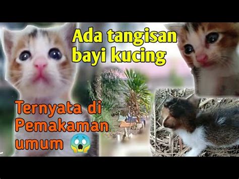 Terkejut Ketika Sedang Merayu Majikan Ternyata Ada Bayi Kucing Di