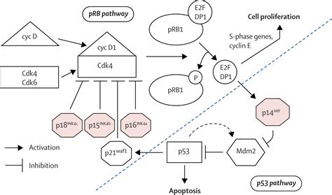 Histological Classification And Molecular Genetics Of Meningiomas The Lancet Neurology