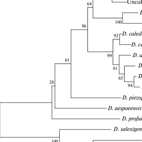 Phylogenetic Tree Constructed Using The 16s Rrna Sequences Of Strains Download Scientific