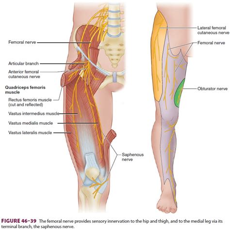 Femoral Nerve And Lateral Femoral Cutaneous Nerve Anatomy Off