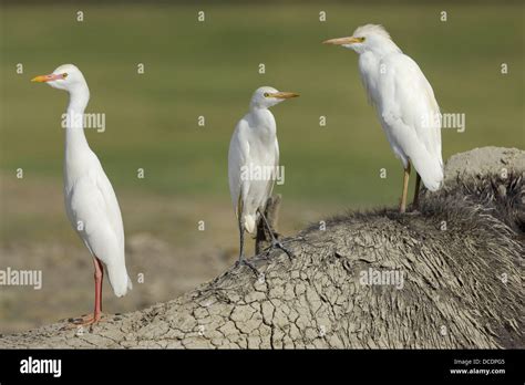 Cattle Egrets Bubulcus Ibis Sitting On An African Buffalo Syncerus