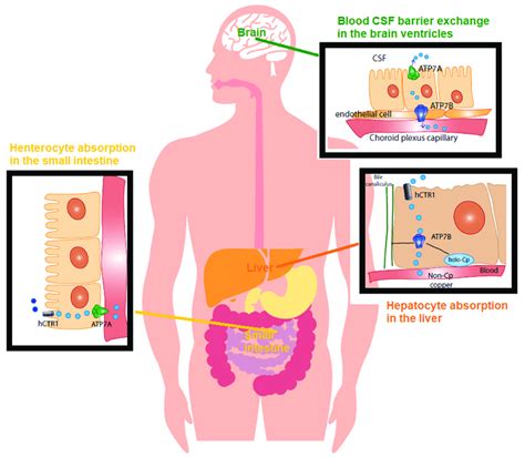 Copper Cu In Physiology The Recommended Dietary Allowance Rda For