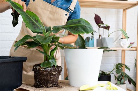 How To Repot A Plant Tips To Repotting Plants Bouqs Blog