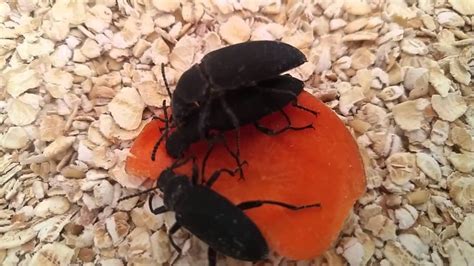 Superworm Beetlesdarkling Beetles Mating Hd Youtube