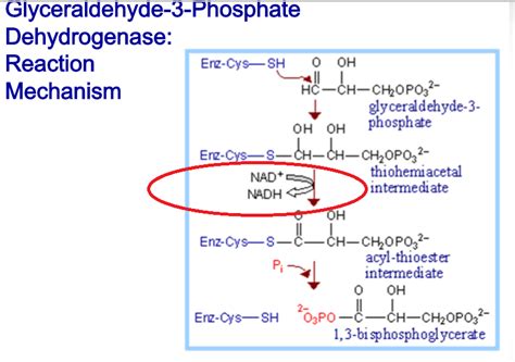 How would you explain the significance of NADPH in photosynthesis and ...