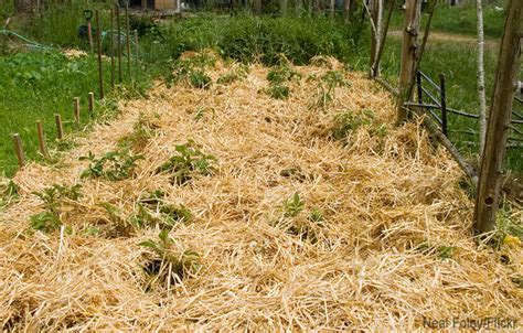 Grow Potatoes In Lazy Beds Hobby Farms