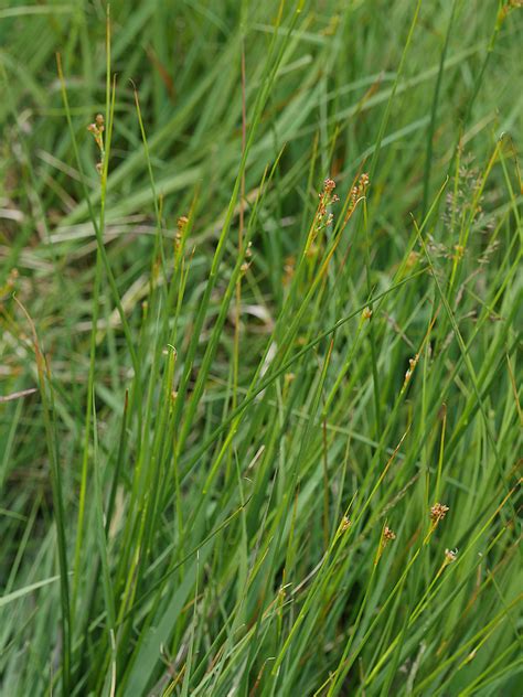 Juncus acutiflorus 2 Spitzblütige Binse Juncus acutiflo Flickr