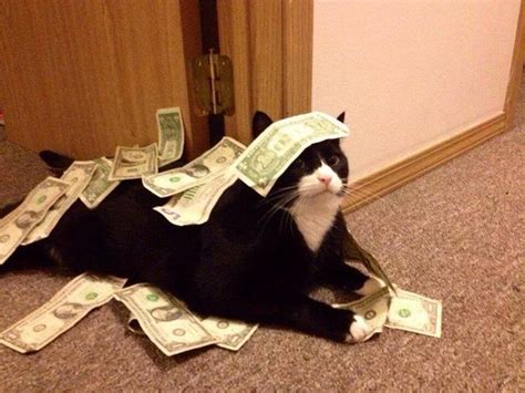 Awesome Cat Crazy Cats Money Cat Cute Animals