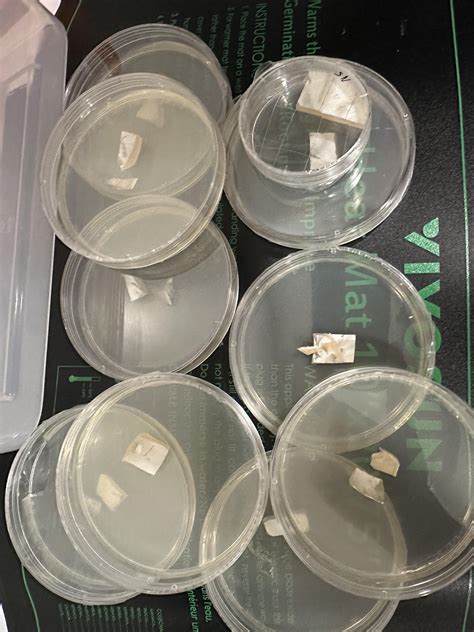 [actives] This Is My First Time Doing An Agar To Agar Transfer I