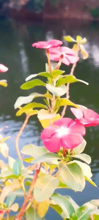 Zs Garden Flowers Plants Tree Garden Facebook ফুল গাছ