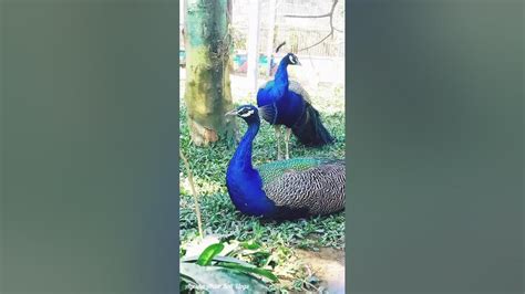 Beautiful Peacock Peacock Relaxing Shorts ময়ূর পাখি কি সুন্দর