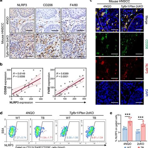 Nlrp Overexpression Is Positively Correlated With Tams In Mouse Hnscc