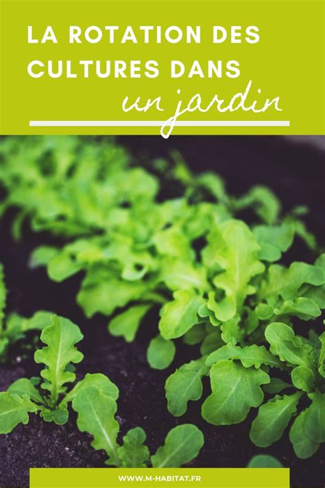 Rotation Des Cultures Dans Un Jardin Potager Jardin Potager Jardins