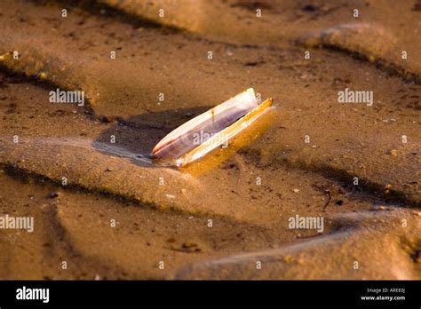 Ensis Ensis Fotos Und Bildmaterial In Hoher Aufl Sung Alamy