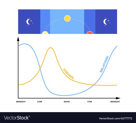 Sleep wake cycle Royalty Free Vector Image - VectorStock