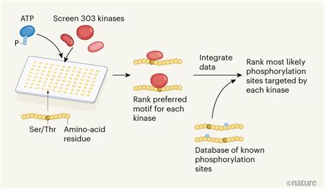 科学网—磷酸化激酶规模化分析新技术 孙学军的博文