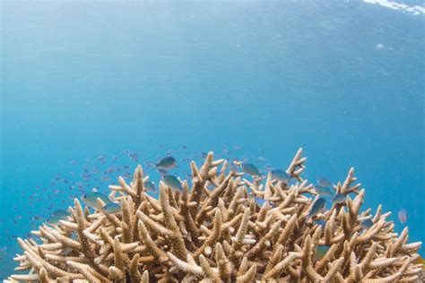 How The World Is Coming Together To Save Coral Reefs World Economic Forum