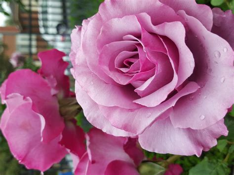 Neptune Hybrid Tea Rose