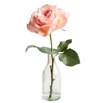 Beautiful Pink Rose In Glass Vase Pink Rose Glass Vase Flower Png