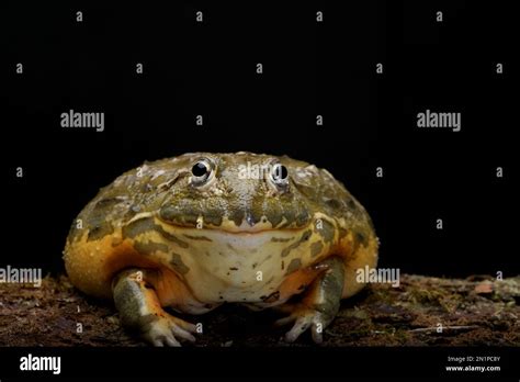 African bull frog eating a mouse as its prey Stock Photo - Alamy