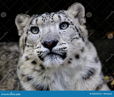 Closeup Of A Gorgeous Snow Leopard Looking Ahead Attentively With Pale