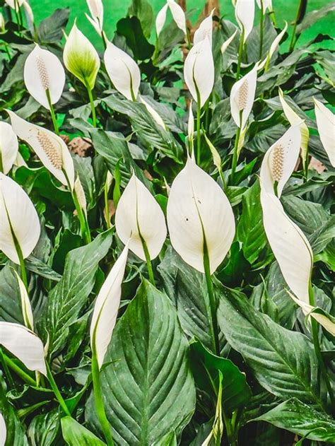 How To Care For A Peace Lily - Joy Us Garden | Care, Propagation, and ...