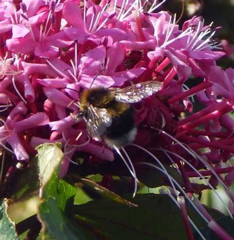 24 Flowering Shrubs For Bees Butterflies And Other Pollinators