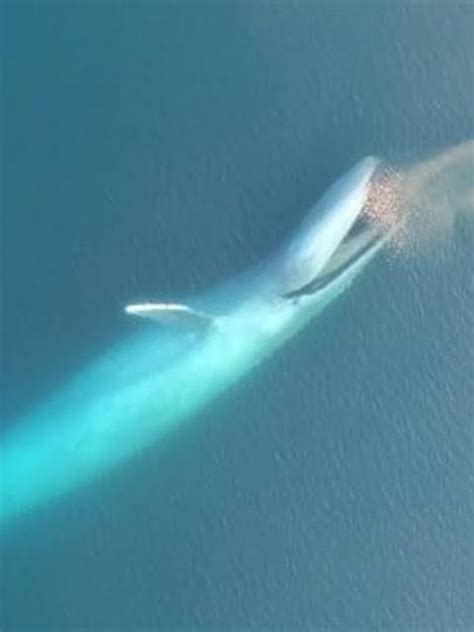 What Do Blue Whales Eat That Makes Them So Large Quora