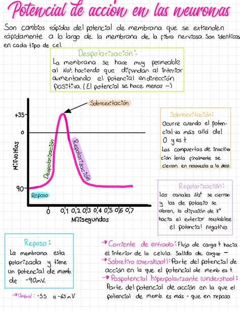 Action Potential A Level Biology Revision Artofit