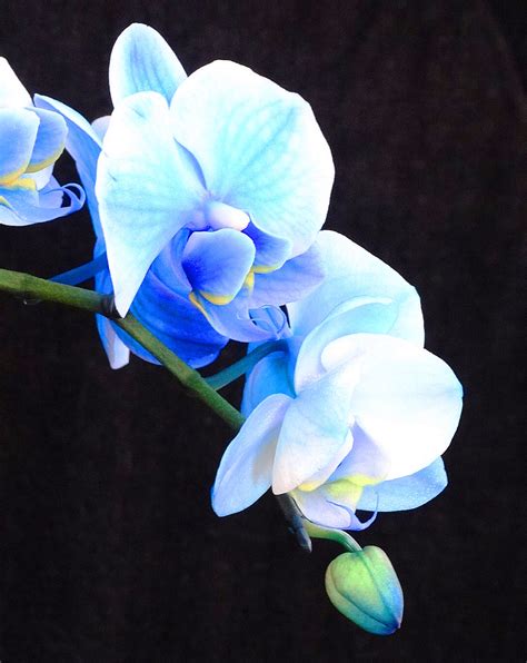 Blue Orchids! – Cindy Knoke