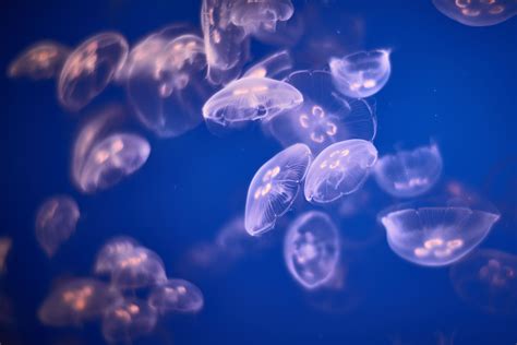 Jellyfish Wallpapers - Top Free Jellyfish Backgrounds - WallpaperAccess