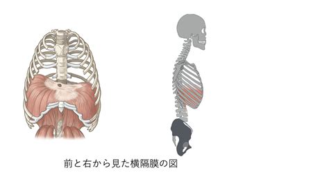 zone of appositionとは何か横隔膜の機能から考える XPERT