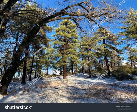 Mount Laguna California Winter: Over 12 Royalty-Free Licensable Stock ...