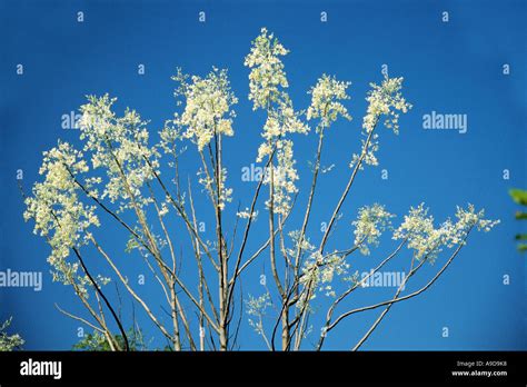 Drumstick tree blossom hi-res stock photography and images - Alamy