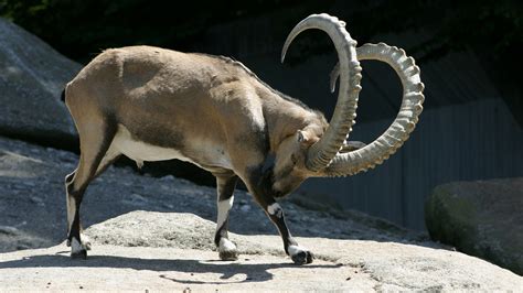 Download Ibex Animal Alpine Ibex HD Wallpaper