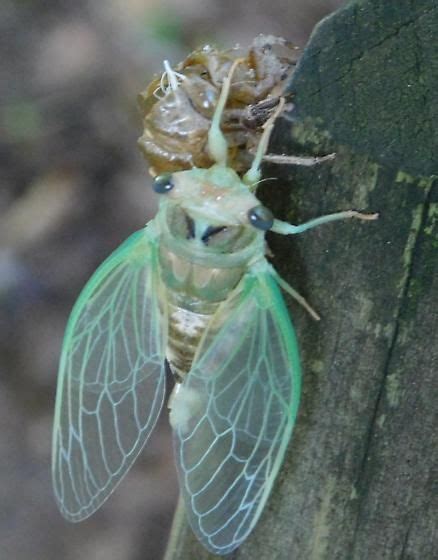 81822 Cicada Cool Insects Beautiful Bugs Bugs And Insects