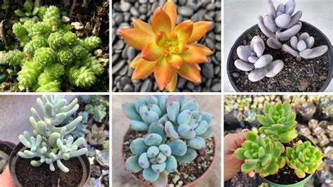 30 EspÉcies De Sedum Para IdentificaÇÃo Nomes CientÍficos Youtube