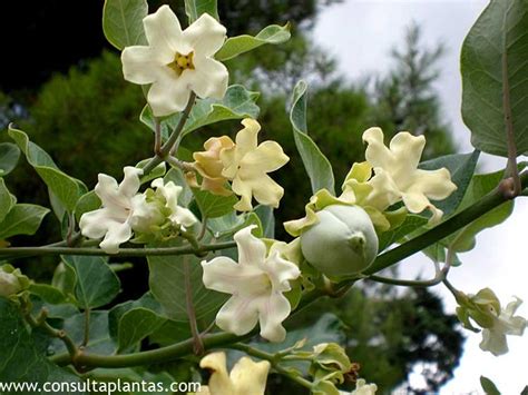 Araujia Sericifera O Miraguano Cuidados